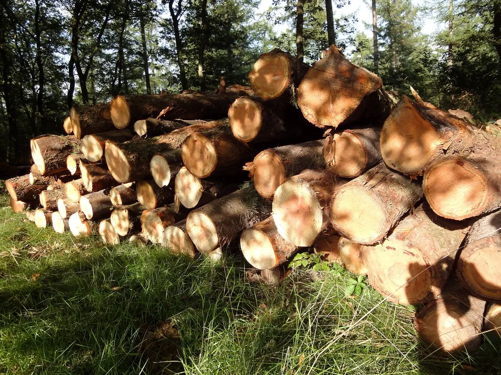 Why Is My Firewood Moisture Meter Reading Too High? Common Fixes